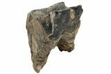 Fossil Woolly Rhino (Coelodonta) Tooth - Siberia #225606-1